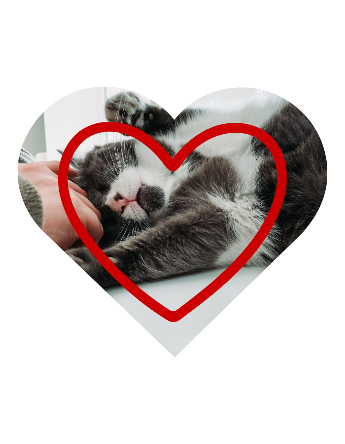 Compassionate pet hospice care at A Pets Farewell in Orange County CA for dogs and cats