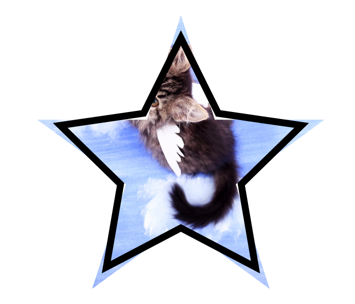A cat with wings showing the untruths some pet owners may believe