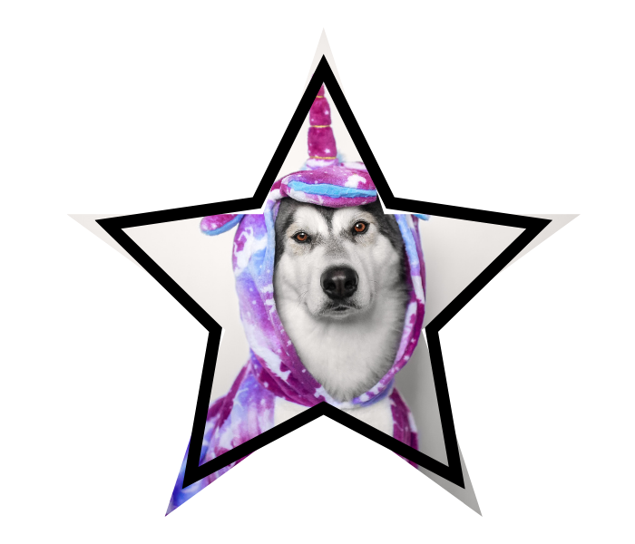 A dog in a unicorn costume, showcasing myths pet owners may believe in Newport Beach, CA