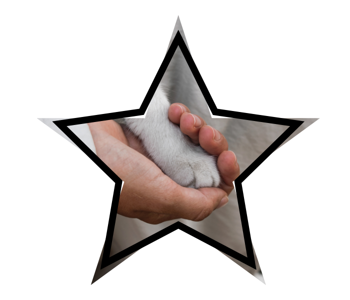 A person holding a cat's paw, showing gentle animal care at A Pet's Farewell