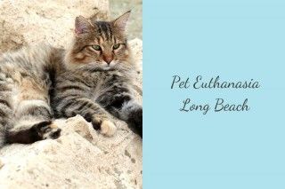 Pet-Euthanasia-Long-Beach