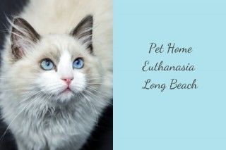 Pet-Home-Euthanasia-Long-Beach
