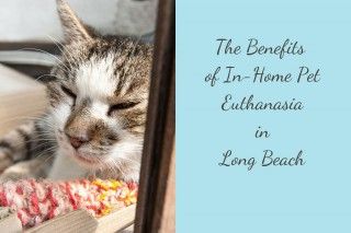 The-Benefits-of-In-Home-Pet-Euthanasia-in-Long-Beach