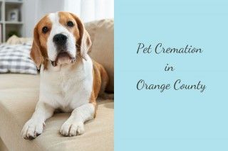 Pet-Cremation-in-Orange-County-