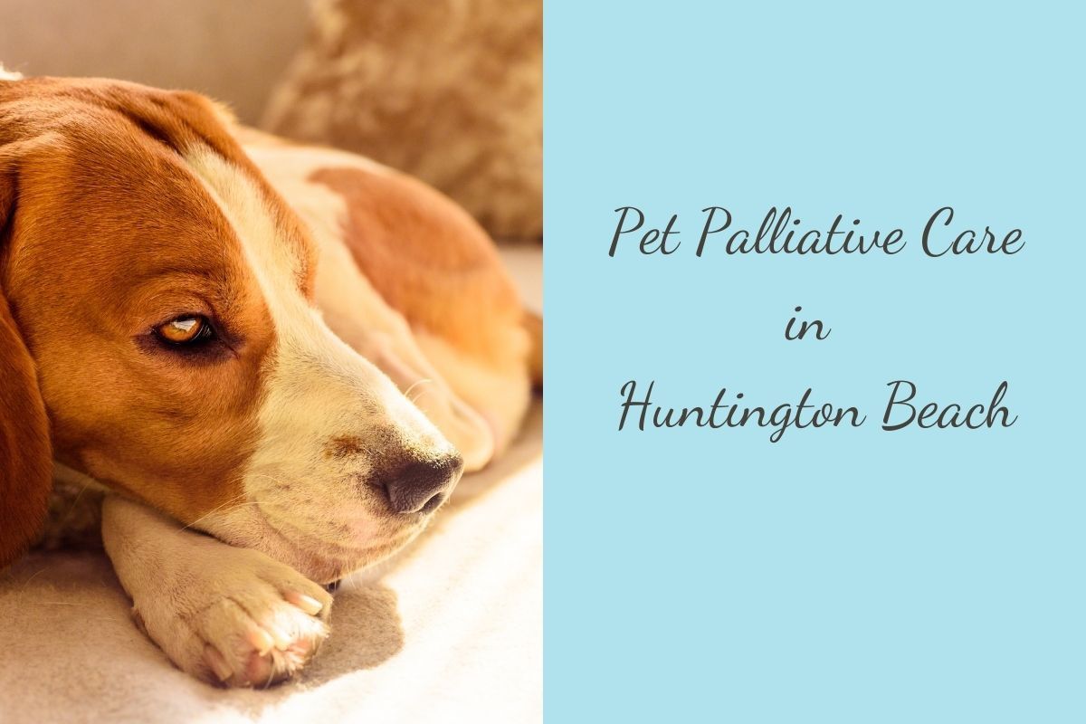 Pet-Palliative-Care-in-Huntington-Beach
