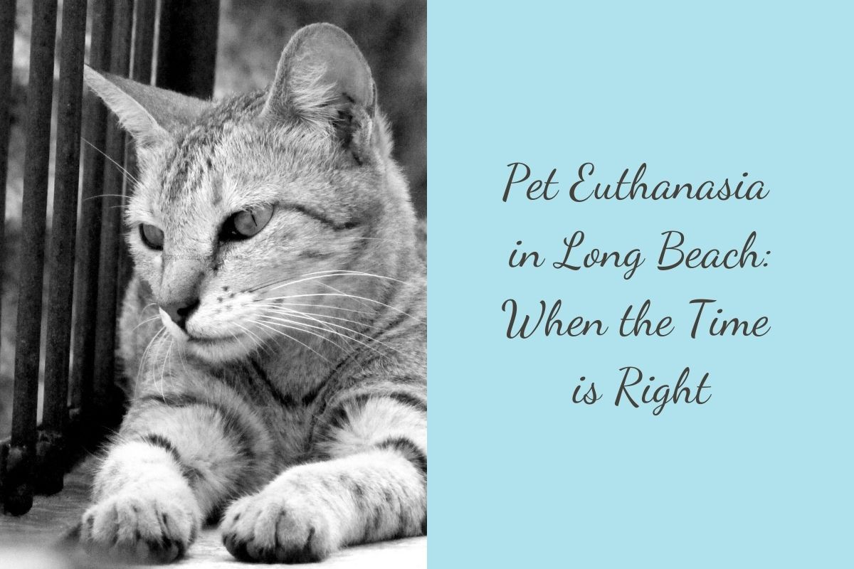 Pet-Euthanasia-in-Long-Beach_-When-the-Time-is-Right