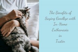 The-Benefits-of-Saying-Goodbye-with-In-Home-Euthanasia-in-Tustin