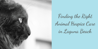 Finding-the-Right-Animal-Hospice-Care-in-Laguna-Beach