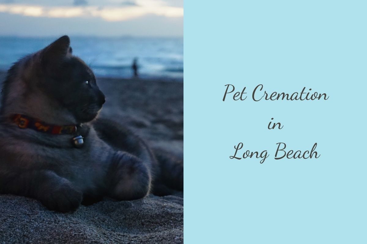 Pet-Cremation-in-Long-Beach-1