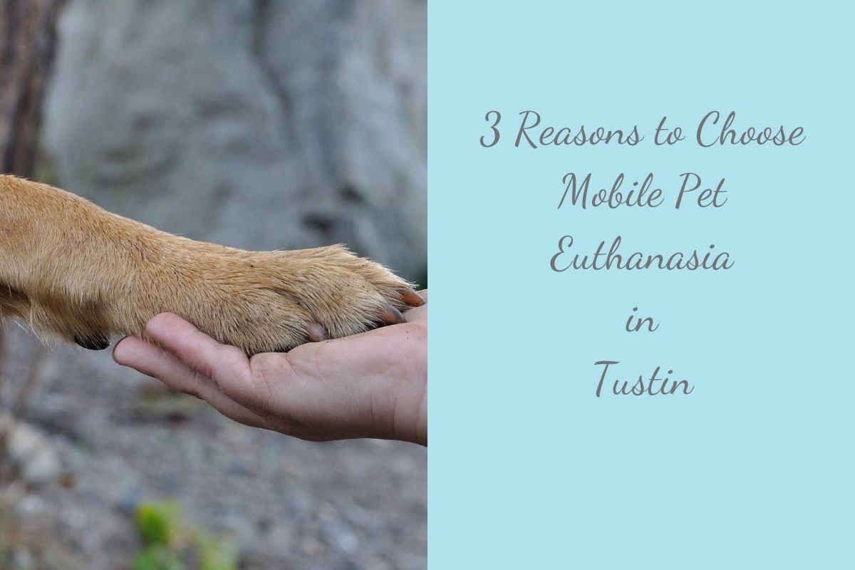 3-Reasons-to-Choose-Mobile-Pet-Euthanasia-in-Tustin