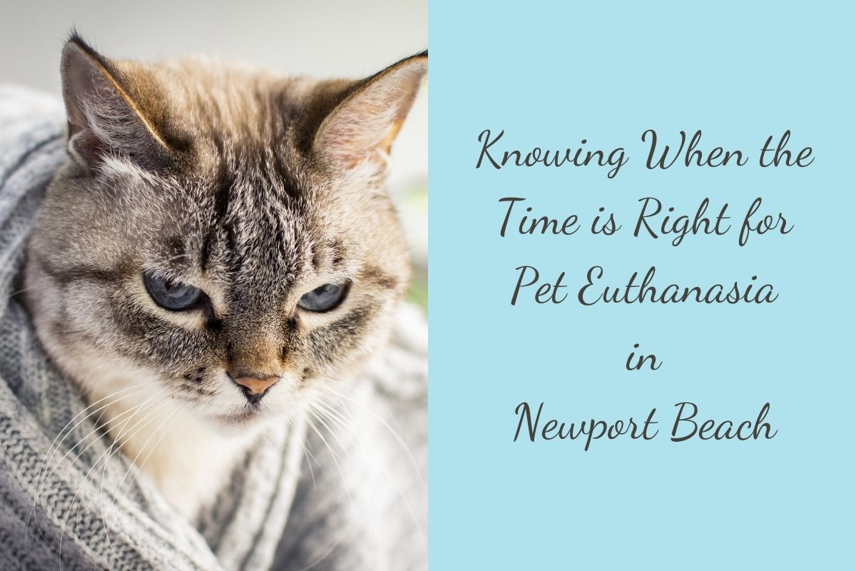 Knowing-When-the-Time-is-Right-for-Pet-Euthanasia-in-Newport-Beach