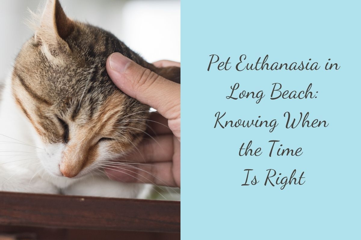 Pet-Euthanasia-in-Long-Beach-Knowing-When-the-Time-Is-Right
