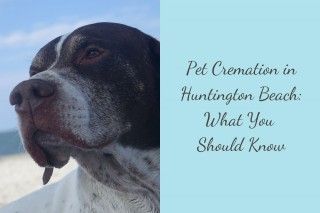 Pet-Cremation-in-Huntington-Beach-What-You-Should-Know