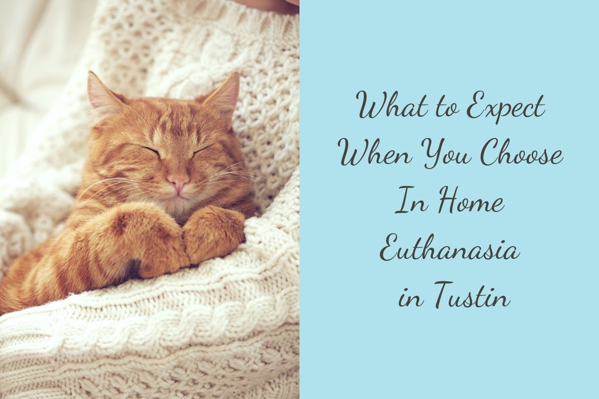 What-to-Expect-When-You-Choose-In-Home-Euthanasia-in-Tustin