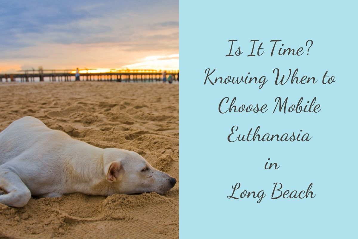 Is-It-Time-Knowing-When-to-Choose-Mobile-Euthanasia-in-Long-Beach