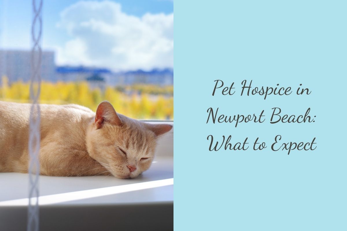 Pet-Hospice-in-Newport-Beach-What-to-Expect