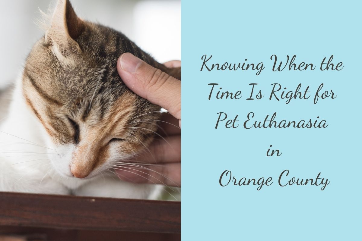 Knowing-When-the-Time-Is-Right-for-Pet-Euthanasia-in-Orange-County