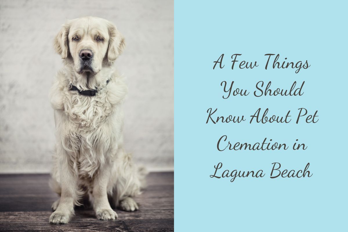A-Few-Things-You-Should-Know-About-Pet-Cremation-in-Laguna-Beach