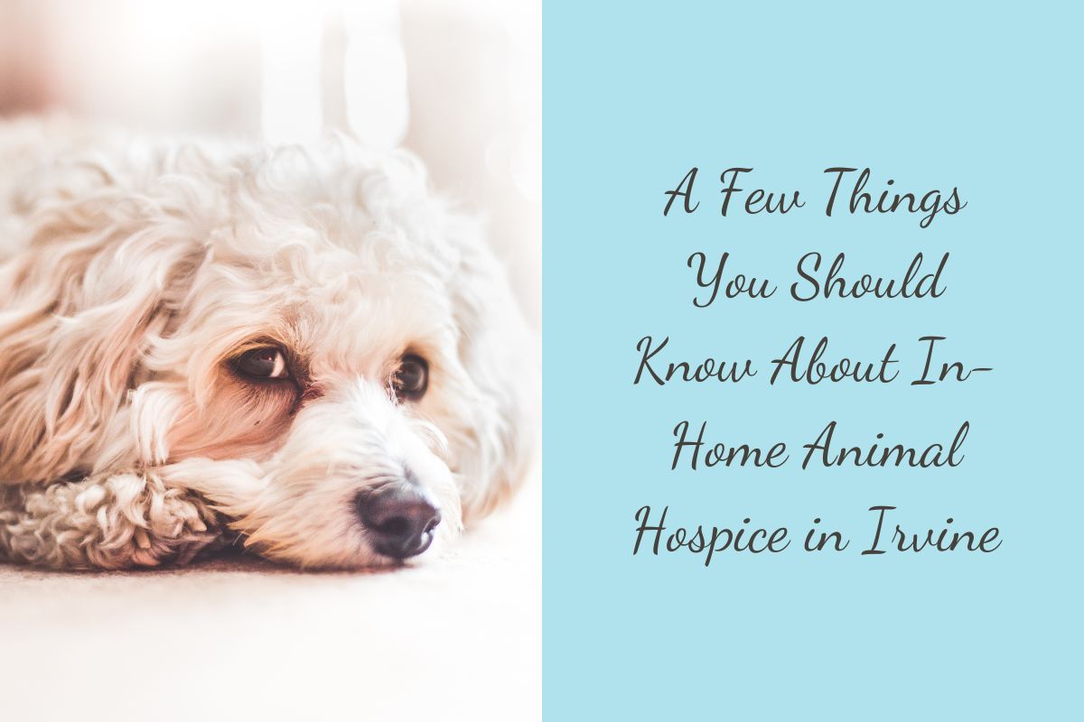 A-Few-Things-You-Should-Know-About-In-Home-Animal-Hospice-in-Irvine