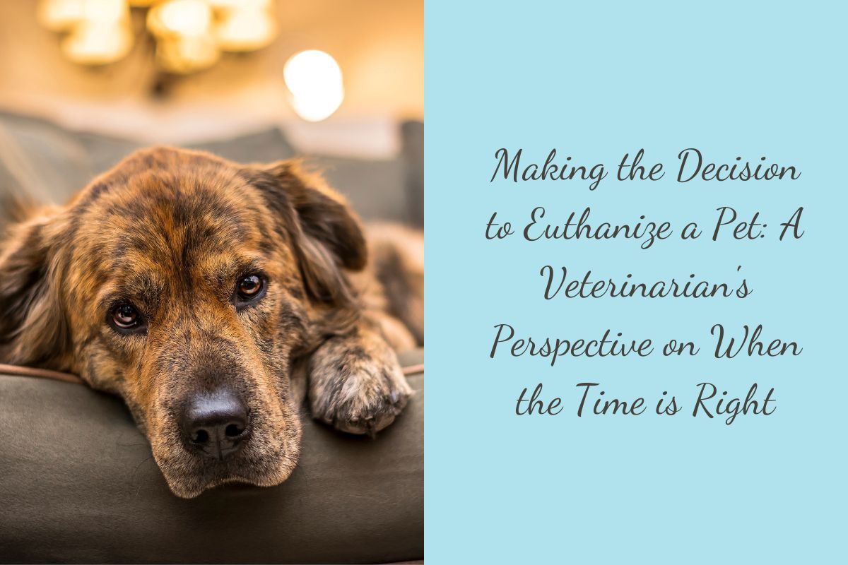 Making-the-Decision-to-Euthanize-a-Pet-A-Veterinarians-Perspective-on-When-the-Time-is-Right