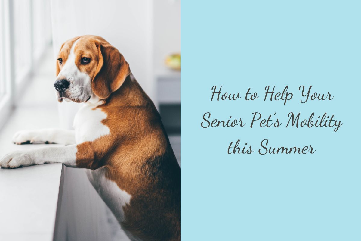 How-to-Help-Your-Senior-Pets-Mobility-this-Summer