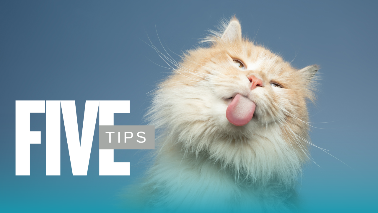 P02-Dogs-Cat_20260212-210213_1