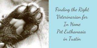 Finding-the-Right-Veterinarian-for-In-Home-Pet-Euthanasia-in-Tustin-1