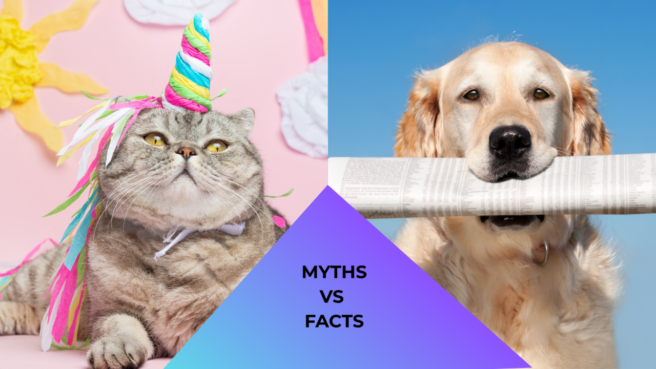 Myth vs. Fact About Pet Care