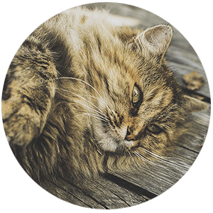 private cremation for cats