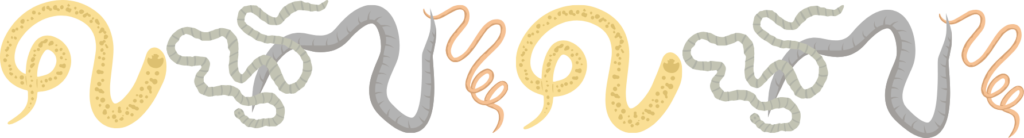 Intestinal worms parasites like heartworms