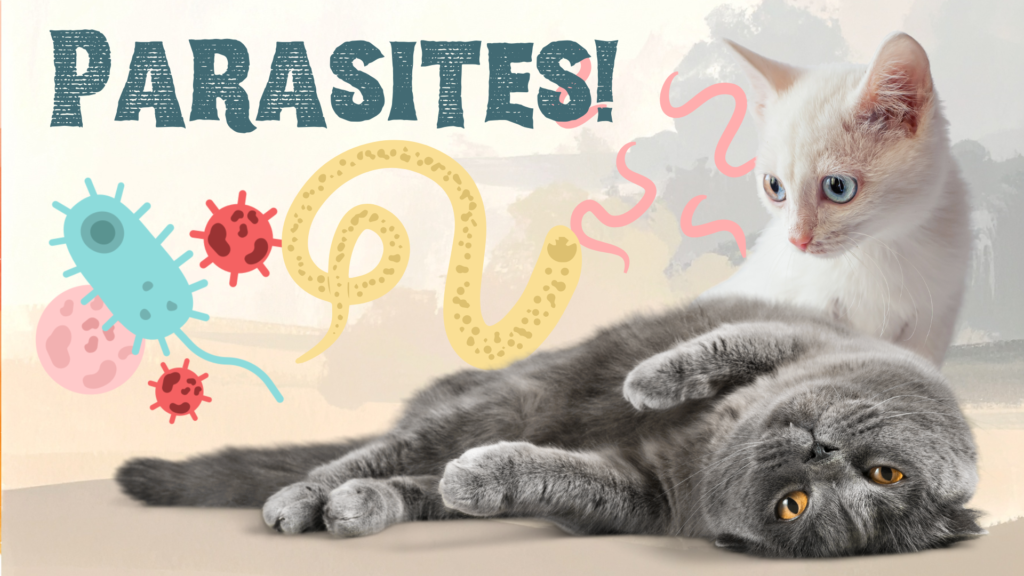 Two cats surrounded by parasites in Newport Beach, CA